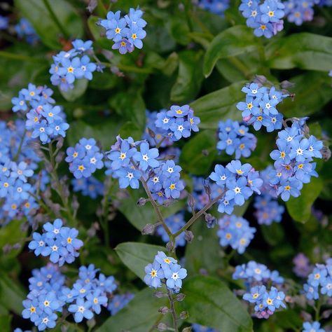 Wallflower Plant, Myosotis Sylvatica, Plant Bed, Narcissus Bulbs, Small Blue Flowers, Yard Plants, Crocus Bulbs, Viola Flower, Flower Garden Plans