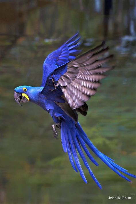 Macaw Hybrids Archives - Birds International, Inc. Hyacinth Macaw, Birds Parrots, Blue Macaw, Macaw Parrot, Most Beautiful Birds, Bird Pictures, Exotic Birds, Tropical Birds, Healthy Babies