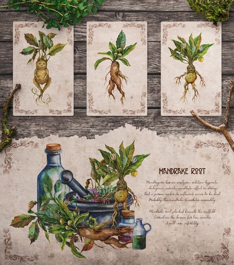 Witch Herbs Drawing, Herbology Harry Potter Printable, Herbs Drawing, Watercolor Herbs, Harry Potter Printables, Witch Herbs, Magical Herbs, Art Curriculum, Botanical Illustrations