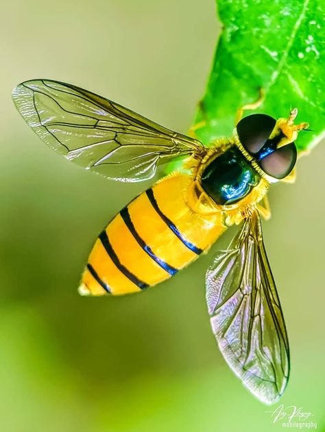 Marmalade hoverfly Johor, Malaysia 🇲🇾 Hoverfly, Marmalade, Spiders, Insects