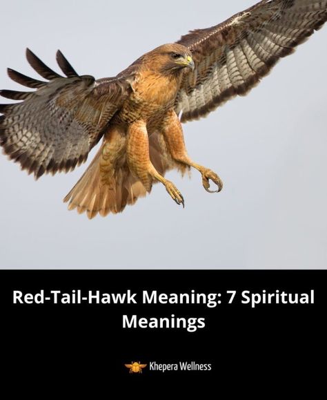 Red Tailed Hawk Spiritual Meaning, Hawk Meaning, Hawk Symbolism, Hawk Spirit Animal, Native American Folklore, Red Tail Hawk, Witchy Business, Totem Animals, Healing Symbols