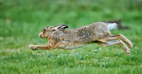 As usual through this year I have spent some time photographing Brown Hares. There are two main reasons for this, one being that they are al... Hare Running, Rabbit Running, Wild Hare, Rabbit Run, Wild Rabbit, Jack Rabbit, Animal Projects, In Flight, Wildlife Art