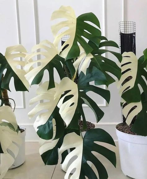 Houseplant Hobbyist on Twitter: "A perfect half-moon Monstera 🌿 https://t.co/nCGJpPGowx" / Twitter Monstera Variegata, Tropical Garden Design, Philodendron Plant, Monstera Plant, Monstera Deliciosa, Plant Sale, All Flowers, Tropical Garden, Home Office Design