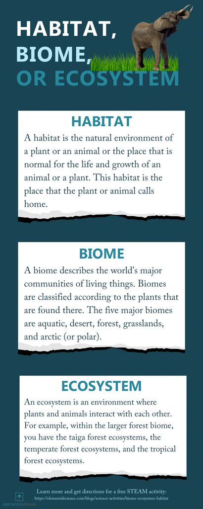 Biomes Activities, Grassland Biome, Biomes Project, Nature Lessons, Habitats Projects, Steam Activity, Forest Ecosystem, Backyard Trees, Earth And Space Science