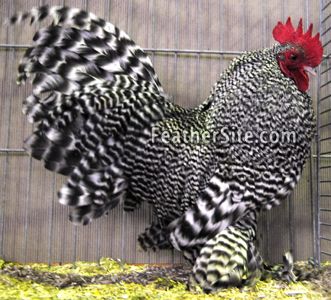 Barred Sabelpoot (Booted Bantam) Chicken Pets, Farm Pets, Funny Animal Pics, Farm Landscaping, Cute Animal Character, Hatching Chickens, Bantam Chickens, Game Fowl, Character Icon