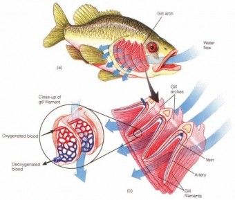 HOW FISH GILLS WORK ~ On page September 14 in THE BOOK OF AWAKENING, Mark Nepo uses the analogy of a fish turning water into air in its gills to humans turning experience into feeling, pain into wonder, & heartache into joy in our gills (our heart, our spirit) if we just keep swimming. Zoology Notes, Fish Gills, Fish Anatomy, Basic Anatomy And Physiology, Kelp Forest, Primary Science, Teaching College, Fish Stock, Fish Supplies