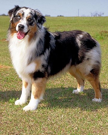 Australian shepherd Merle Dogs, Acreage Living, Country Dog, Herding Dogs Breeds, Smartest Dog Breeds, English Bull Terrier, Shepherd Dog Breeds, Sheep Dog, Aussie Puppies