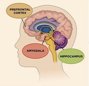 Hypocampus Brain, Hippocampus Brain, Brain Diagram, Counselling Tools, Nurse Teaching, Brain Models, Brain Images, Brain Memory, Limbic System