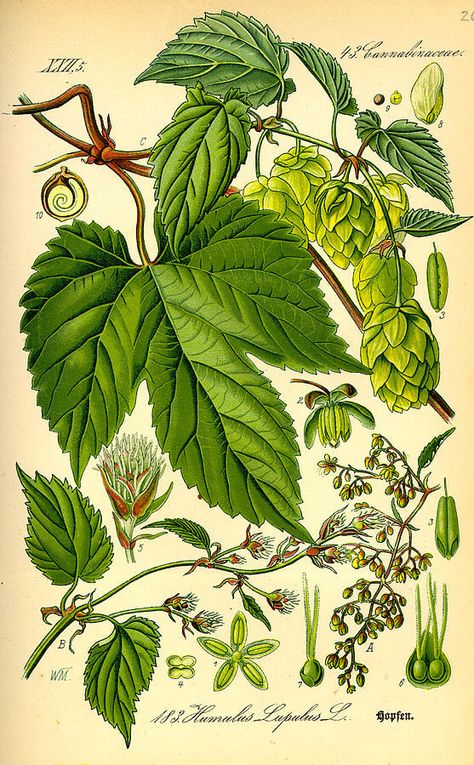 Hops, an Essential Beer Ingredient with Health Benefits - Eat The Planet Antique Bird Illustration, Illustration Botanique Vintage, Hops Plant, Humulus Lupulus, Woodland Plants, Illustration Botanique, Botanical Illustration Vintage, Plant Illustration, Plant Print