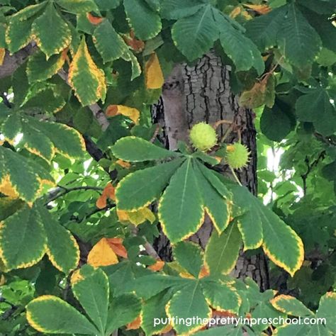 Horse chestnut tree with fruit in autumn. #horsechestnuttree #horsechestnuttreefruit Horse Chesnut, Chesnut Tree, Horse Chestnut Tree, Horse Chestnut Leaves, British Nature, Chestnut Leaf, Watercolor Resist, Horse Chestnut Trees, Chestnut Tree