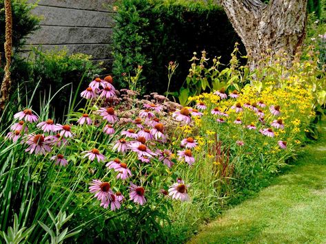 Whether you live in a dry climate or just want drought-tolerant plants you won't have to water too often, these low-water plants will save money and the planet. Even better: they'll pump up your home's curb appeal, too. Low Water Plants, Asclepias Tuberosa, Gardening Landscaping, Drought Tolerant Plants, Flowering Plants, Autumn Garden, Ground Cover, Drought Tolerant, Water Plants