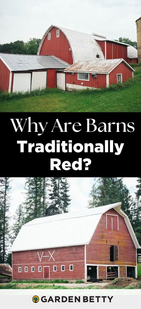 Why Are Barns Traditionally Red? Sandpoint Idaho, Growing Organic Vegetables, Victory Garden, Guest Ranch, Western Pleasure, Backyard Fire, Red House, Red Barns, Garden Pests