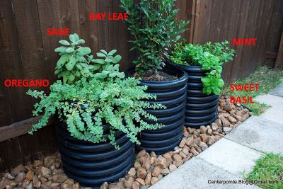 Plastic Pipe Ideas, Herb Growing, Outdoor Landscape Design, Meyer Lemon Tree, Patio Layout, Landscaping Inspiration, Meyer Lemon, Food Options, Home Vegetable Garden