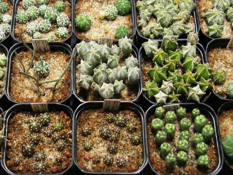 Techniques of Cacti and Succulent Propagation: Propagation by Seed Cacti Propagation, Growing Cactus From Seed, Cactus Grafting, Cactus Propagation, Seed Propagation, Succulents Care, Growing Cactus, Succulent Propagation, Succulent Names