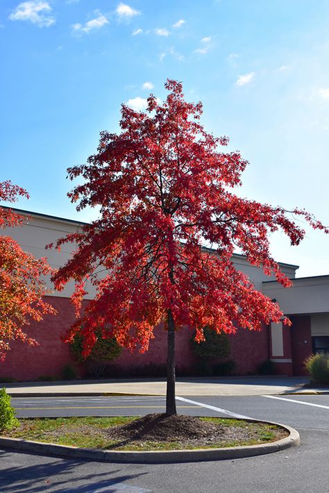 Pin Oak (Quercus palustris) at Oakland Nurseries Inc Street Trees, Fast Growing Trees, Ornamental Trees, Shade Trees, Diy Landscaping, Deciduous Trees, House Landscape, Landscaping Plants, Types Of Soil