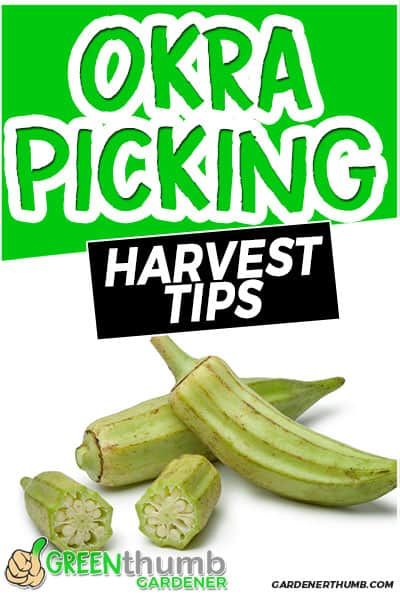 When to Pick Okra | Harvesting Tips | Green Thumb Gardener Grow Okra, How To Make Crisps, Growing Okra, How To Cook Okra, Okra Plant, Okra Seeds, Beginner Gardening, Vegetable Crisps, Okra Recipes