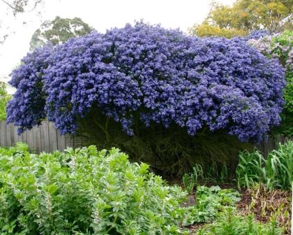 Ceanothus concha: An evergreen shrub with foliage is glossy green with a resemblance to mint leaves. In spring and summer, large blue panicles of flower emerge that make a striking display. Lilac Plant, California Lilac, Cheap Plants, Bushes And Shrubs, Red Hydrangea, Red Plants, Plant Seedlings, Hydrangea Paniculata, Garden Shrubs