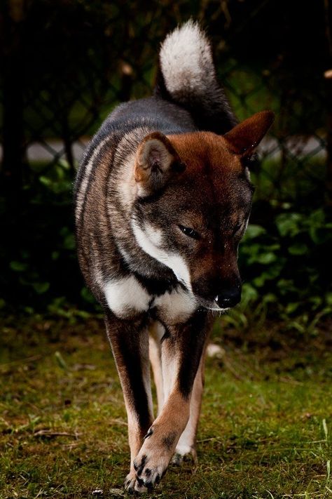 Shikoku Dog, Japanese Dog Breeds, Husky Corgi, Inu Shiba, Puppies Black, Rare Dogs, Corgi Puppies, Husky Puppies, Japanese Dogs