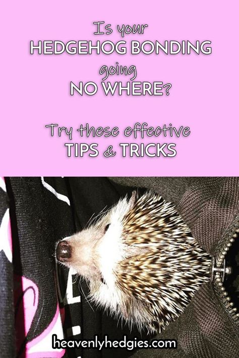 Use our immersion trick to bond with your hedgehog. . . . #hedgehogs #hedgies #hedgehogbonding #tips #tricks || #heavenlyhedgies @heavenlyhedgies How To Bond With Your Hedgehog, What Can Hedgehogs Eat, Hedgehog Care Tips, Diy Hedgehog Toys, Hedgehog Bonding, Hedgehog Cage Ideas, Hedgehog Room, Hedgehog Supplies, Hedgehog Toys