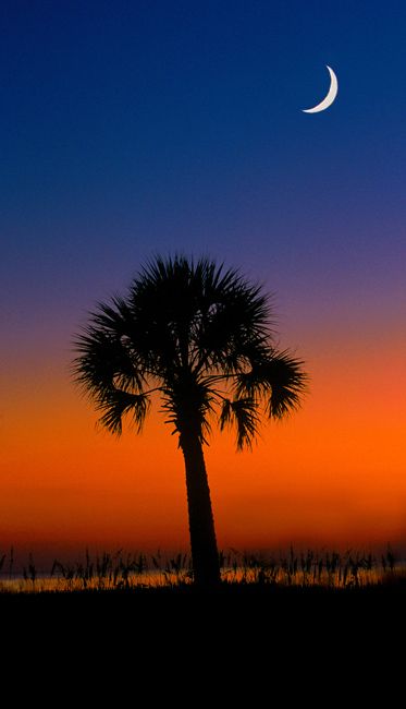 Save the SC Picture Project! by Robin Welch - GoFundMe Palm Tree Quotes, South Carolina Art, Palmetto Moon, Palmetto Tree, Sky Pics, South Carolina Beaches, Carolina Beach, Good Night Moon, Moon Light