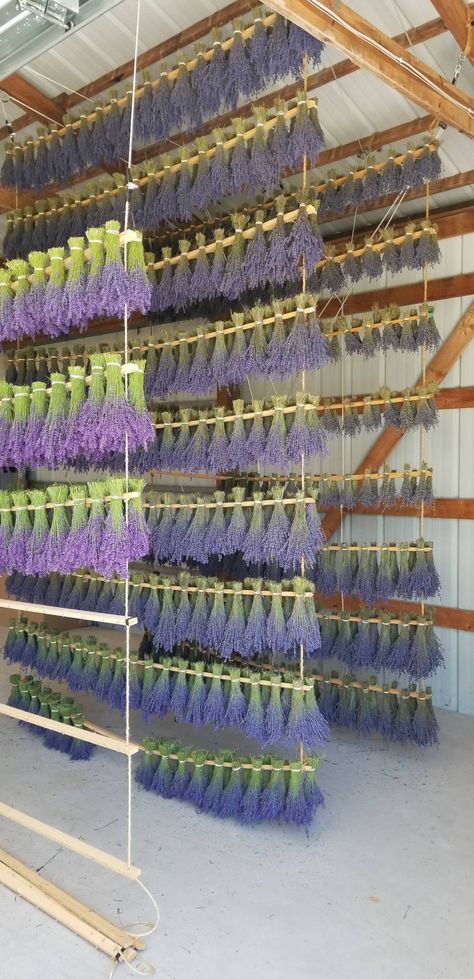 The Drying Rack – Door County Botanicals Plant Drying Rack, Herb Drying Rack Diy, Herbs Drying Rack, Diy Drying Rack Herbs, Drying Rack Herbs, Herbal Drying Rack, Hanging Herb Drying Rack, Flower Drying Rack, Dry Farming