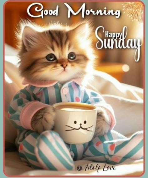 Cute Good Morning Pictures, Cute Morning Quotes, Carol King, Good Morning Animals, Funny Weekend Quotes, Good Morning Cat, Good Morning Sunday Images, Good Night Cat, Good Sunday Morning