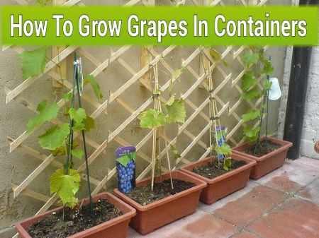 How To Grow Grapes In Containers #gardening #container Grapes In Containers, Grape Growing Trellis, How To Grow Grapes, Grow Grapes, Grapevine Growing, Grape Trellis, Grape Plant, Taman Diy, Garden Vines