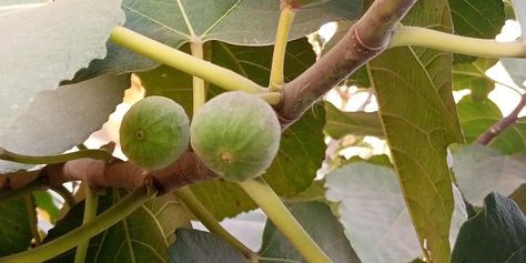 Desert King Fig Tree Care: Everything You Need To Know - GFL Outdoors Desert King Fig Tree, Fig Tree Care, Desert King, Drought Tolerant Trees, Gardening Inspiration, Insect Pest, New Roots, Peat Moss, Tree Care