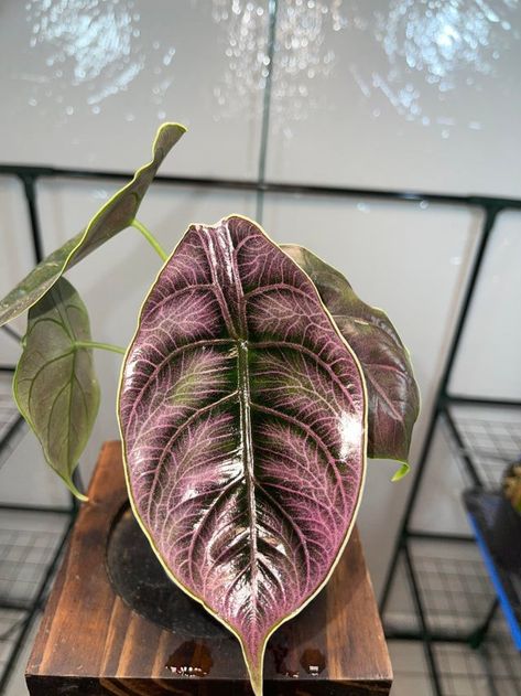 Alocasia Azlanii, Alocasia Plant, Flowering Succulents, Plant Goals, Unique Plants, Pretty Plants, Plant Nursery, Plant Mom, Exotic Plants