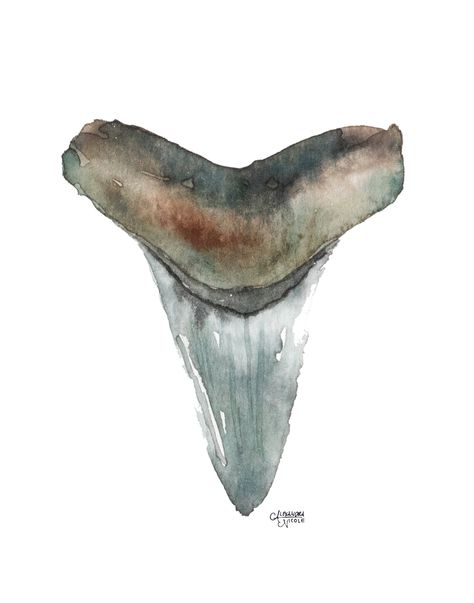 "Title: \"Shark Tooth 5 - Mako\" This is an archival quality fine art print of my original watercolor painting.  Return to my shop: https://www.etsy.com/shop/artbyalexandranicole Print Details: + We print on a canvas-textured fine art paper with archival quality inks + Prints will arrive either rolled in a tube, or packed flat with a backing board and protected by a clear plastic sleeve + Custom sizes are available upon request Check out all the art in my shop at... https://www.etsy.com/shop/Art Tooth Watercolor, Tupac Art, Shark Painting, Sharks Teeth, Teeth Art, Mako Shark, Beach House Art, Blue Aesthetic Pastel, Dark Art Drawings