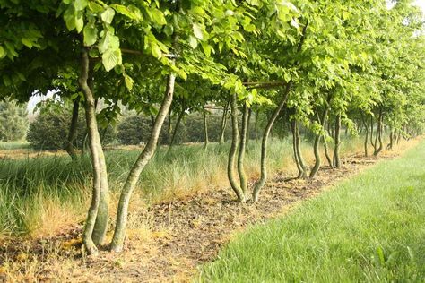 Multi Stem Trees, Early Spring, Be Perfect, Green Leaves, Arch, Turn Ons, Canning, Green