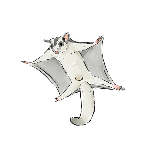 Sugar Glider Drawing, Baby Flying Squirrel, Fly Drawing, Easy Animal Drawings, Sugar Bears, Easy Animals, Flying Squirrel, Different Art Styles, Sugar Glider