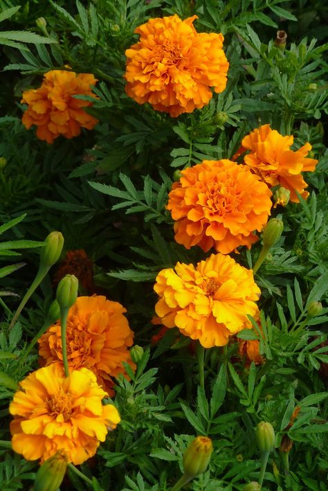 Orange-Marigolds Hanging Plants Indoor, Marigold Flower, Plant Decor Indoor, Plant Aesthetic, Beautiful Flowers Garden, Month Flowers, Birth Month Flowers, Beautiful Flowers Pictures, Seed Starting