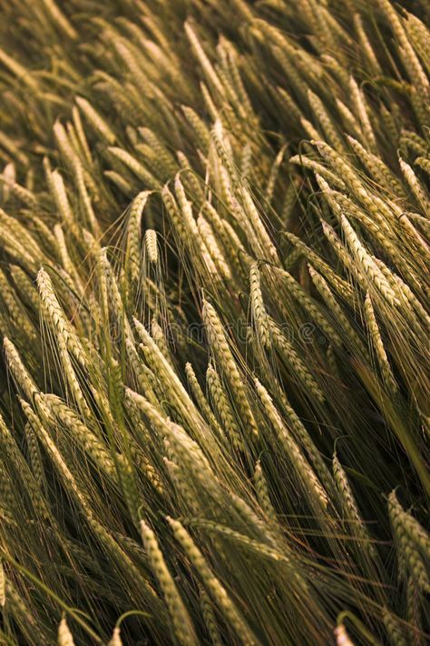 Barley Aesthetic, Germanic Mythology, Barley Field, Country Food, Products Photography, Fields Of Gold, Witch Books, Sea Witch, Character Ideas