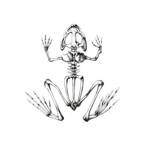 Toad Skeleton Tattoo, Frog And Skull Tattoo, Hummingbird Skeleton Drawing, Frog Bones Tattoo, Frog Skeleton Drawing, Frog Skeleton Tattoo, Animal Skeleton Drawing, Animal Skeleton Art, Frog Skull