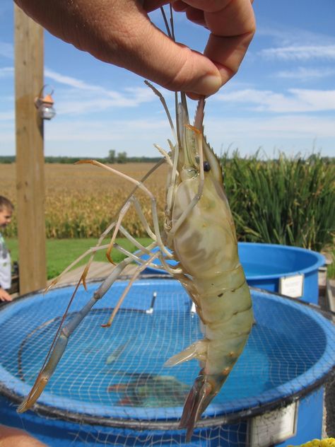 Some farmers growing shrimp in Midwestern ponds say they do it for love, not money. Despite recent advances in feed and efforts by several states to make shrimp-farming here a viable business, it's still fraught with too much economic risk to attract many growers. Shrimp Farming, Aquaponics Greenhouse, Aquaponics Fish, Aquaponics Diy, Aquaponic Gardening, Plantas Bonsai, Cash Crop, Permaculture Design, Aquaponics System