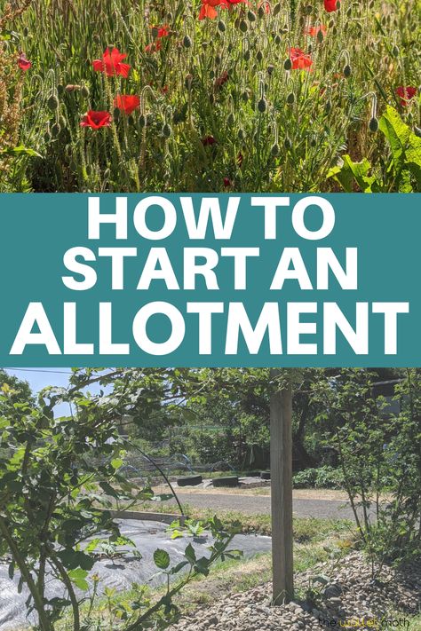 Allotment Beginner Uk, Easy Allotment Ideas, Uk Allotment Ideas, Simple Homesteading Ideas, Allotment Design Ideas, Allotment Layout Ideas, Garden Allotment Ideas, Allotment Design Layout, Allotments Ideas