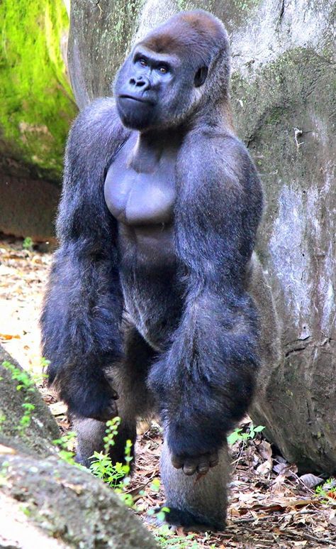 Gorilla Gorilla, Gorilla Tattoo, Silverback Gorilla, Strongest Animal, Rare Animals, Pet Rats, Majestic Animals, Save Animals, Animal Sketches