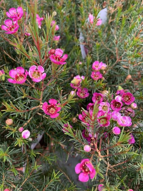 Chamelaucium uncinatum plant. royalty free stock images Chamelaucium Uncinatum, Vector Girl, Evergreen Garden, Western Australia, Garden Plants, Stock Images Free, Photo Image, Royalty, Royalty Free