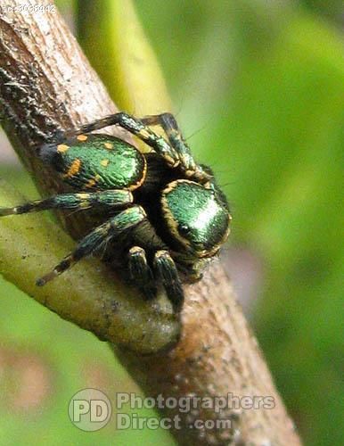 Iridescent Green Jumping Spider On Foliage , Sarawak , Malaysia Spider Animal, Spinner Rings Womens, Borneo Malaysia, Arachnids Spiders, Green Spider, Spider Species, Jumping Spiders, Cadiz Spain, Cool Insects