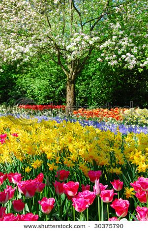 Hydrangea Care, Garden Guide, Spring Tulips, Printed Backdrops, Tree Print, Flower Field, Spring Garden, Background For Photography, Photo Backgrounds