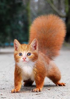 Cat-red squirrel hybrid Animal Mashups, Photoshopped Animals, Hybrid Animals, Fake Animals, Red Squirrel, Mystical Creatures, Weird Animals, Exotic Pets, Animal Memes