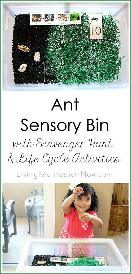 Ant-Sensory-Bin-with-Scavenger-Hunt-and-Life-Cycle-Activities Ants Printable, Ant Lesson, Insects For Kids, Ant Life Cycle, Life Cycle Activities, Ants Activities, Insect Life Cycle, Bee Life Cycle, Bug Activities