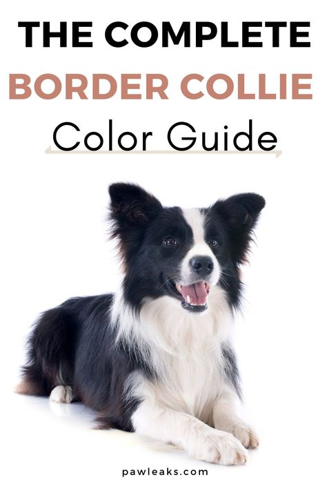 The Border Collie is a beautiful and loving breed. They are known for their intelligence, eye-catching coat colors, and happy-go-lucky personality. That being said, it can be a hassle going through all the possible coat colors of the Border Collie. The most common Border Collie colors are black and white, blue merle, and red. However, there are over 15 color and marking variations in total. Let’s check them all out so you can make an informed decision! #bordercollie #dogs #dogbreeds #pawleaks Short Haired Border Collie, Miniature Border Collie, Blue Border Collie, Red Merle Border Collie, Blue Merle Border Collie, Border Collie Colors, Red Border Collie, Collie Breeds, White Border Collie