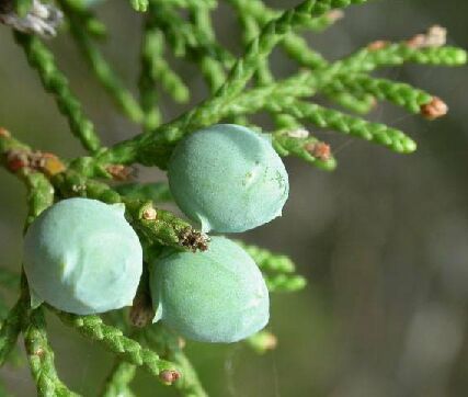 Herbs for Respiratory Health Herbs For Upper Respiratory Infection, Cedar Berries, Nettle Tincture, Natural Decongestant, Medicine Tips, Upper Respiratory Infection, Intimate Wash, Women Health Care, Respiratory Illness