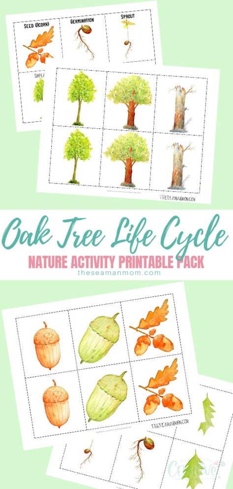 Life Cycles Preschool, Tree Life Cycle, Sequencing Cards, Friends Diy, Memory Game, Nature Tree, Memory Games, Nature Activities, Lessons For Kids