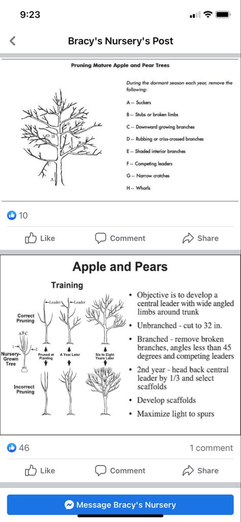 How To Prune Pear Trees, Chanticleer Pear Tree, How To Start An Apple Orchard, Pruning Pear Trees, Pruning Apple Trees Branches, Apple Tree Orchard, Pear Tree Landscaping, Pear Tree Guild, Multi Fruit Tree