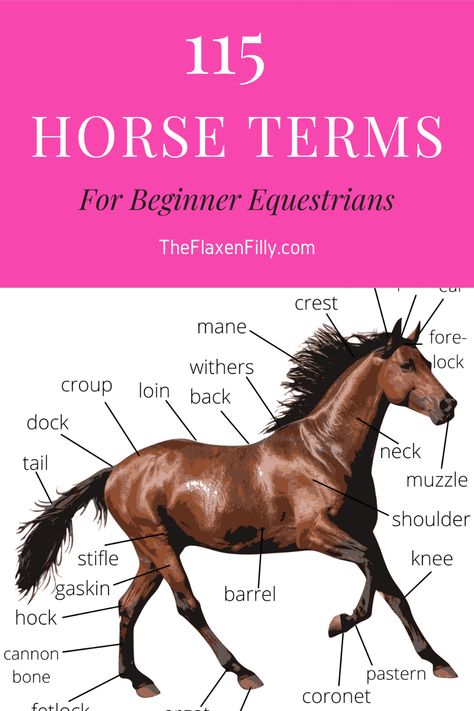 A guide to understanding horses, horse care, tack and equipment for beginner equestrians. Learn all about the parts of the horse, horse coat colors and markings, farm terminology and more! How To Care For Horses, Horse Tips For Beginners, Horse Care For Beginners, Types Of Horses Breeds, Horse Riding Tips For Beginners, Horse Terminology, Horses For Beginners, Parts Of A Horse, Horse Guide