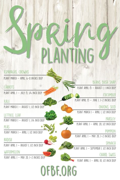 When To Plant Garden, When To Plant Seeds, Ohio Garden, How To Plant Carrots, Spring Planting, Planting Guide, When To Plant, Vegetable Garden Planning, Vegetable Garden Diy