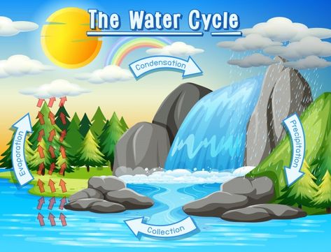 Water cycle process on earth - scientific | Free Vector Water Cycle Process, Water Cycle Model, Water Cycle For Kids, Water Cycle Poster, Ocean Animals Preschool, Water Cycle Project, Cycle Drawing, The Water Cycle, English Grammar For Kids